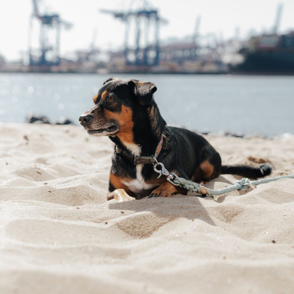 Steuerkanzlei Ann-Katrin Wicht: Foto von Hund Amigo